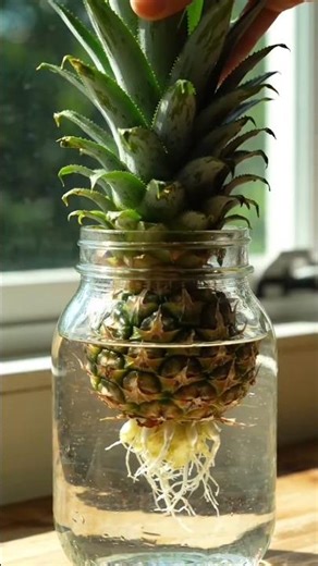 Pineapple Growing Process 🍍 | From Crown to Fruit Step by Step #shorts #explore #motivation #trand