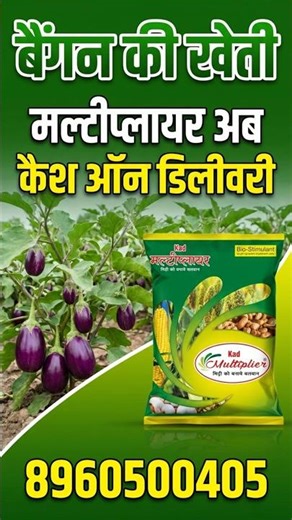 बैंगन की खेती ll मल्टीप्लायर मिलेगा कैश ऑन डिलीवरी || Sonu Rawat - 8960500405 #kadmultiplier #Kad