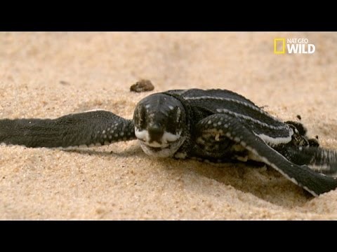 Leatherback turtle eggs hatch