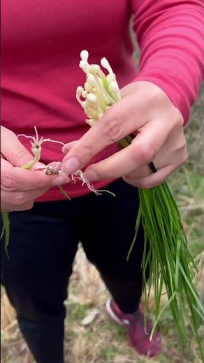It’s wild onion season! 🧅❤️ Let’s learn how Cherokees cook up those delicious greens!