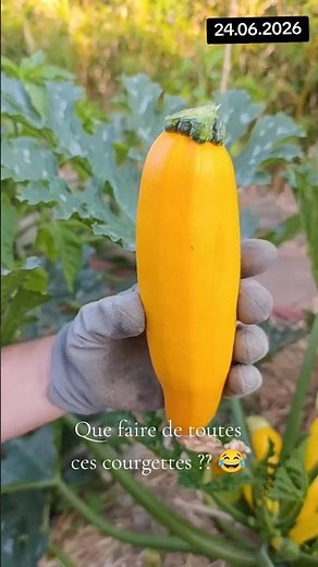Les meilleures courgettes en salades ? 🥗