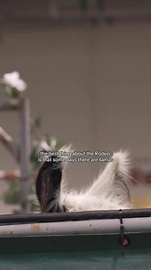 Guess you'll have to come every day to find out 🦙 Happy National Llama Day! | RODEOHOUSTON