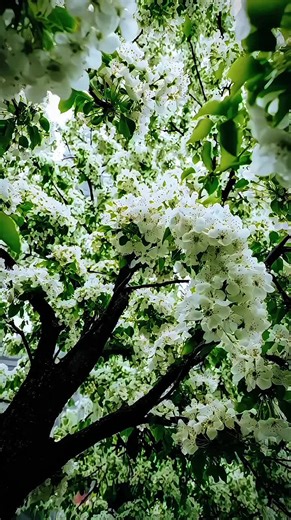 Celebrate Spring's Beauty in Nature