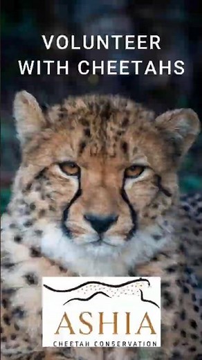 What Wildlife Volunteering Really Looks Like at Ashia Cheetah Conservation