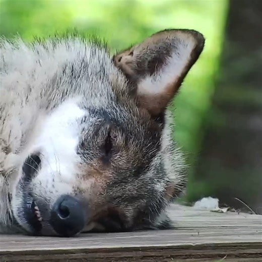 Afternoons are meant for relaxing 😴 Due to their crepuscular nature, wolves like Valentia are typically more active at dawn and dusk and prefer to spend the midday resting. Snooze with her via live webcam ➡️ https://nywolf.org/meet-our-wolves/webcams/ More live animal cams via HDOnTAP | Wolf Conservation Center