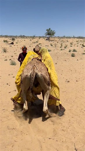 Funny Moment Camel Gets Scared And Runs Away As Many Women Try To Ride Him At Once