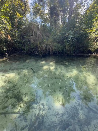 22 reactions |  ☀️  | Florida Springs | Facebook