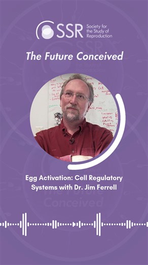 Why does an egg decide to mature? 🥚 It’s not a gradual "slider"—it’s a wall switch. Dr. Jim Ferrell breaks down why cells ignore the "in-between" and commit to all-or-none decisions. It’s the logic of life in its simplest form! Find more details below ⬇️ #HowItWorks #CellSignaling #Reproduction | Society for the Study of Reproduction