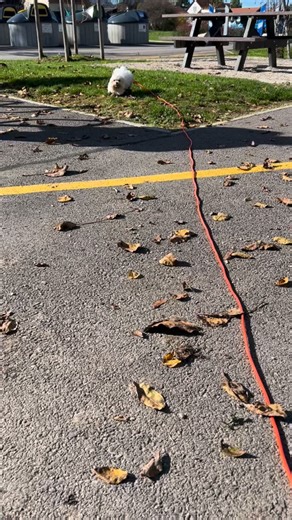 Qui a dis que les petits chiens n’avaient pas besoins d’éducation? Les P’tites Biches, je vous accompagne pour l’éducation de votre chien ou de votre chiot. Les séances d’éducation sont des moments privilégiés entre vous et votre animal. Un moment de complicité qui renforcera votre lien. Je vous donne les clés pour avoir un avenir plus serein et meilleur. Ne soyez pas timides,contactez-moi 🔷🔹 Les P’tites Biches 🔹🔷 ÉDUCATION CANINE 📍Secteur Saint-Pierre-en-Faucingy, Bonneville, La Roche-sur-