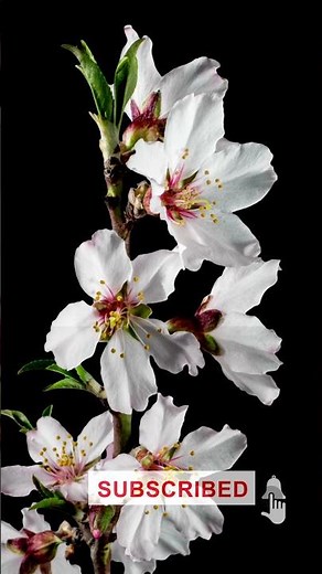 Almond Flower Blooming in Magical Timelapse 🌸