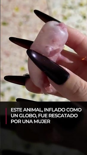 This animal, inflated like a balloon, was rescued by a woman 🐹🎈