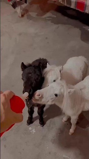 Tiny Horses Drinking Milk 🍼 #animals #shortvideo #horse #pets