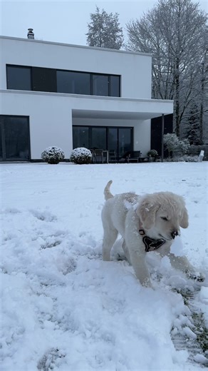 He loves the snow #goldenretriever #winter #snow #dog #love