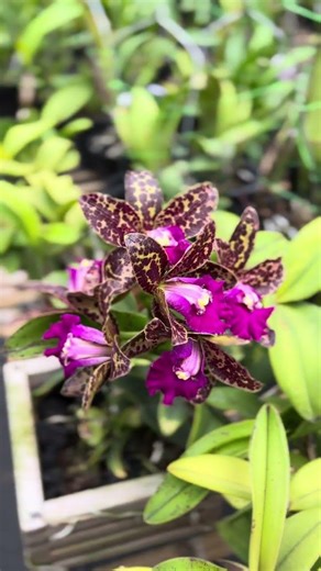 the beauty of cattleya yuan dung pyhton passion friut pagi melar