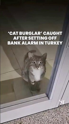 Turkey ‘cat burglar’ caught after triggering bank alarm