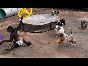 Mini Aussies and Aussiedoodle puppies play chase with Joey at Lindsey’s Aussies.