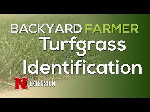 Turfgrass Identification