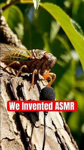The Cicada Who Invented ASMR 🎧 | Nature’s Tiny Whisper Artist