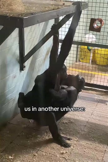 Celebrating Love Between Humans and Animals