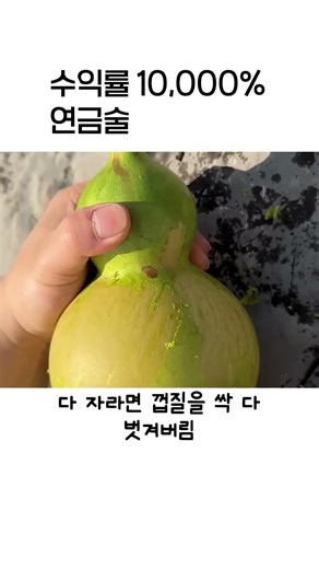 수익율 높은 연금술