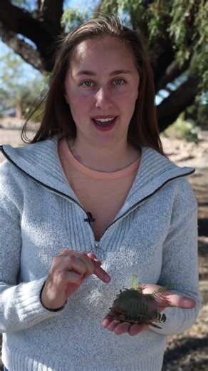 Mesquite Tree – Fast ID Tips