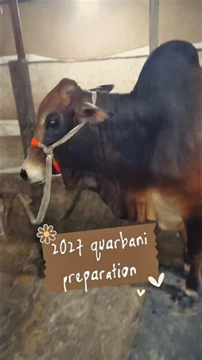 Preparation for 2027 quarbani #shorts #quarbani #cow