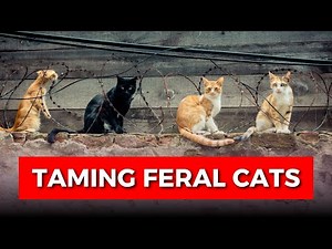 How to Tame a Young Feral Cat: Step-by-Step Guide