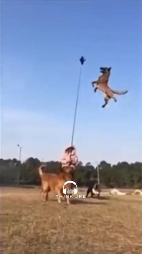 The Extraordinary Athletic Belgian Malinois Dog - Joe Rogan #jre #joerogan