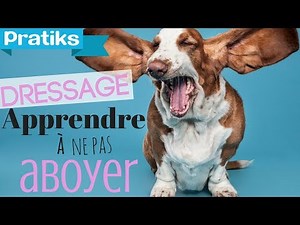 Comment apprendre à votre chien à ne pas aboyer sans cesse