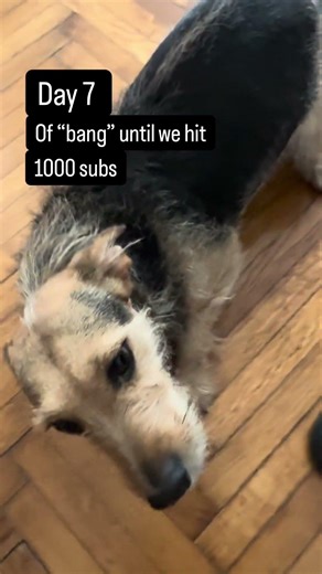 Day 7 – Bumblebee’s “bang” 🐕