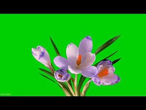 Blooming Flowers Free Green Screen | Perfect Backgrounds for Your Creative Projects!
