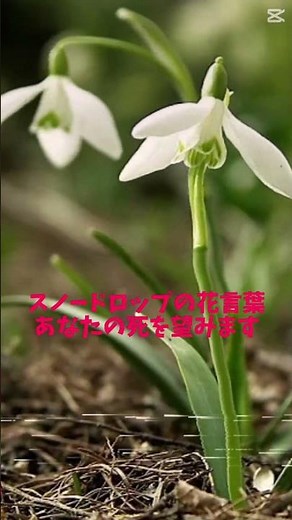 あなたにスノードロップをプレゼント♡ 花言葉→死の望みを手に入れることw