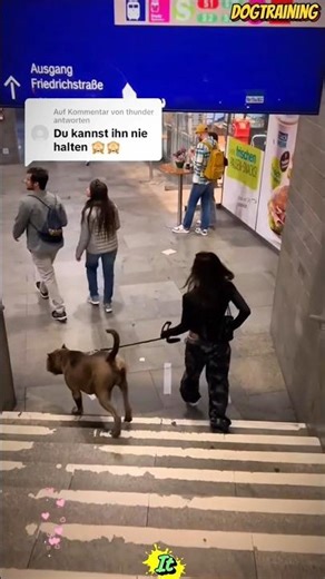 ❌Walking 🇩🇪the dog 🐕on the street💯#malinois #becgie#germanshepherd #doglove#pets#dog #dogtraining#k9