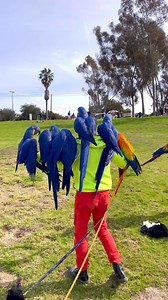 I think there’s still more room to perch…just kidding. Can you count how many? Can you guess the weight? Today was a special educational day for my students to observe how I handle a free flighted hyacinth macaw safely with my flock on the perch, on my body, and most importantly free flying in the sky and returning to me. It was a CHALLENGE but with safety measures and protocols in place, Smurfy flew so well without her handler being by my side. Introducing any new adult parrot can risky for the