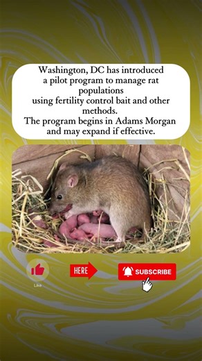 Washington, DC Tests Rat Population Control Program#shorts