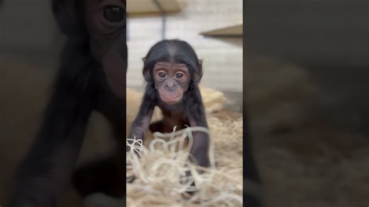 Baby bonobo cuddles with gentle curiosity
