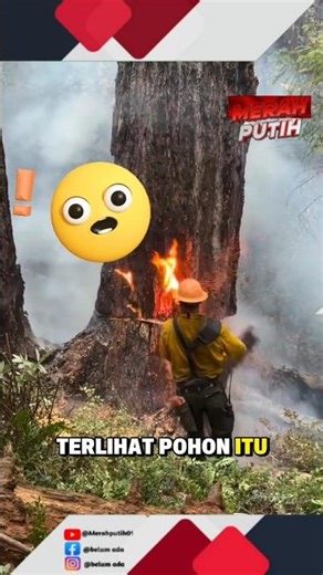 This tree emits fire when it is cut down⁉️😱