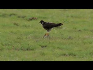The world’s fastest bird -Peregrine Falcon, diving speed can reach over 240mph.
