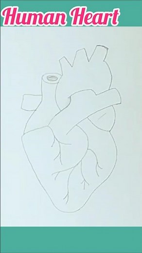 How To Draw Human Heart Diagram step by step//Labelled Diagram Of Heart #shorts #shortsfeed #drawing