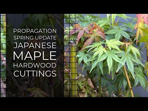 Japanese Maple hardwood cuttings late spring update!! High Success Rate Method!