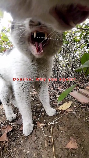 Maxwell meets old rival again, both sides are equally strong, each side takes a step back#cats