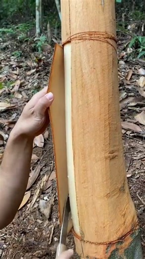 China’s Genius Hack! No Electricity Washing Machine & Tree Bark Business Idea 😱🇨🇳#shortvideo #facts