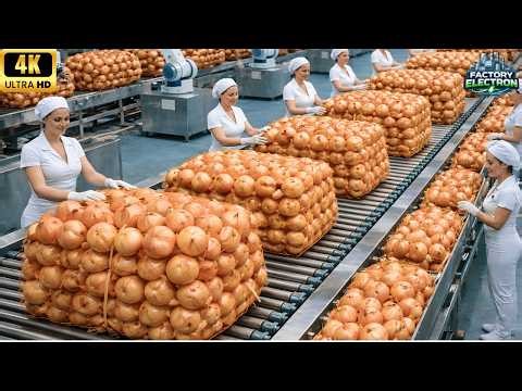 Inside the Largest Onion Factory – From Raw Onions to Finished Products Full Process