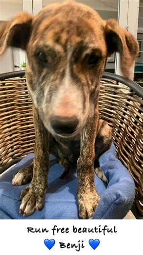 Rescue Hub 🐾 on Instagram: "🪽💙 In memory of beautiful Benji 💙🪽 The sky has gained another star ⭐️ Benji, you smiled with your eyes, laughed with your tail, and loved with all your heart ❤️ In September 2024 we visited the home of a family selling puppies on Gumtree who had asked for help with rehoming them. We could not let them stay where they were and risk them ending up in the wrong hands and were committed to finding them homes 🏠 We picked them up, took them straight to the vet and the