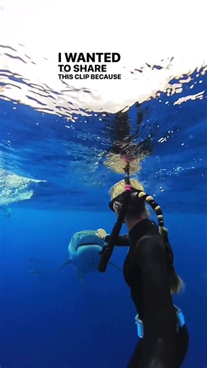 Please always dive with an experienced shark dive specialist safety guide. The team @OneOceanDiving is available 7 days a week, and the program is incredibly educational so you get a lot more than just a beautiful experience. There is so much more to take away in the information shared that can and has helped to save the lives of both humans and sharks. We can coexist by having an understanding and respect for their important role as predators, their capabilities, and learning to adapt to their
