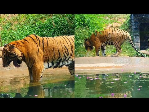 Tiger Having Bad Day Vomiting