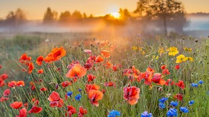 From Japan To Thailand And India, Places Every Couple Must Visit To See Beautiful Flowers