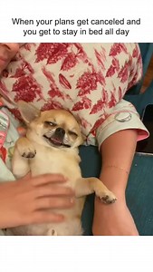 Chihuahua Makes Hilarious Face Because Of Belly Rubs . Follow @chihuahua.feed for more ❤️ Follow @chihuahua.feed for more ❤️ 🎥 Credits @dogs_tips_guides | 𝐂𝐡𝐢𝐡𝐮𝐚𝐡𝐮𝐚 𝐃𝐨𝐠𝐬 & 𝐏𝐮𝐩𝐩𝐢𝐞𝐬
