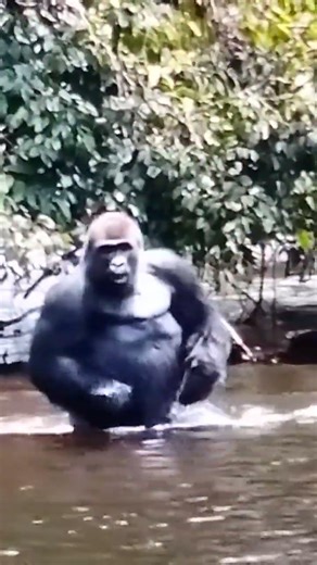 Gorilla Is Running Around Having Fun The Water