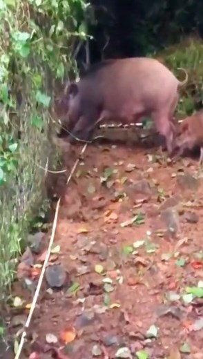 Pig hunting python #wildanimals #python #pig #animals | Trofeos Venuz
